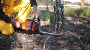 Best Emergency Tree Removal  in Dove Valley, CO