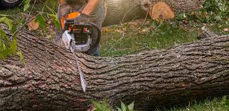 Best Aeration Services  in Dove Valley, CO
