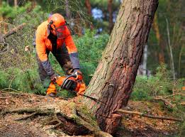 Best Soil Testing and Treatment  in Dove Valley, CO