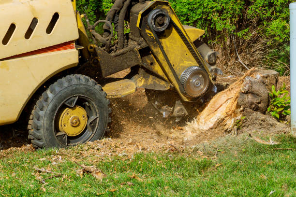 Best Lawn Maintenance Plans  in Dove Valley, CO