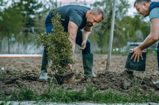 Lawn Irrigation Installation and Maintenance in Dove Valley, CO