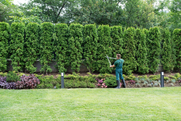 Best Hazardous Tree Removal  in Dove Valley, CO