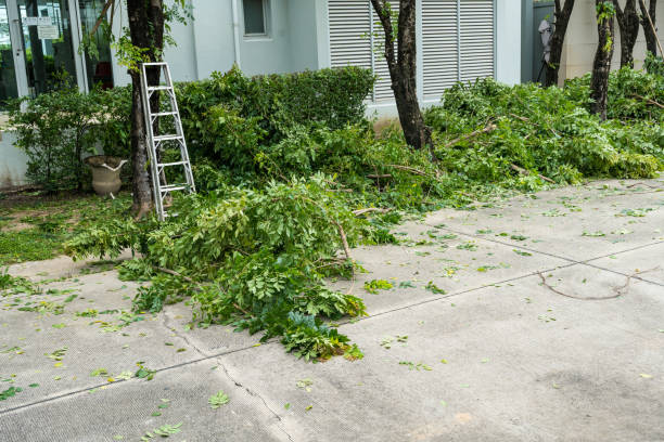 Best Tree Risk Assessment  in Dove Valley, CO