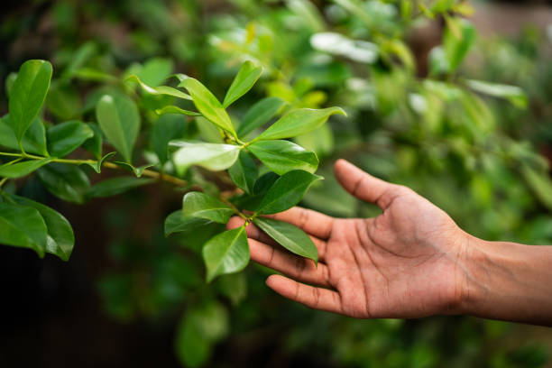 Best Commercial Tree Services  in Dove Valley, CO