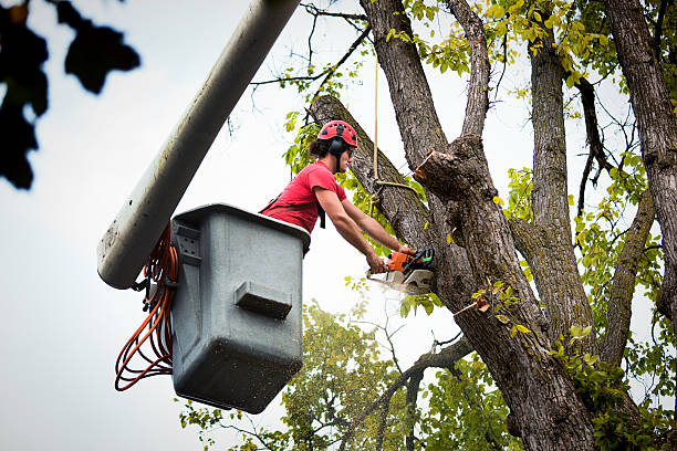 Tree and Shrub Care in Dove Valley, CO