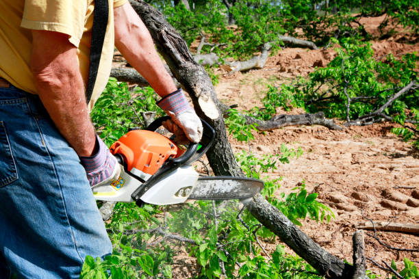 Best Lawn Irrigation Installation and Maintenance  in Dove Valley, CO