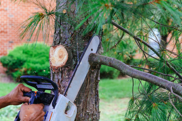 Best Firewood Processing and Delivery  in Dove Valley, CO
